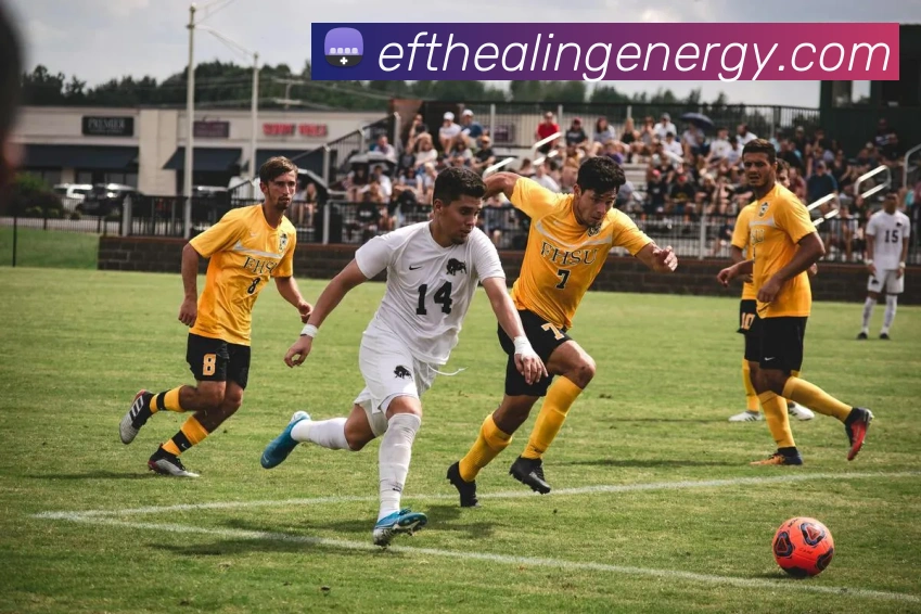 世界杯app官网平台生态图